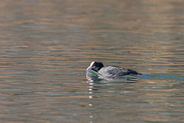 Eurasian Coot on the lake of Realtor, in Provence