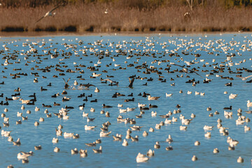 colonies of migratory birds on the lake of Realtor, in Provence