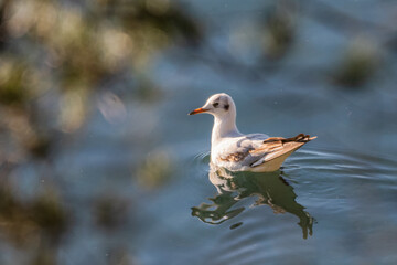 Obraz premium Little Gull on the lake of Realtor, in Provence