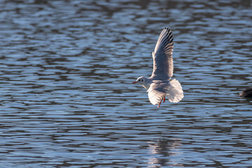 Little Gull on the lake of Realtor, in Provence