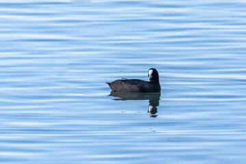 Eurasian Coot on the lake of Realtor, in Provence