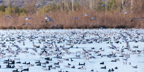 colonies of migratory birds on the lake of Realtor, in Provence