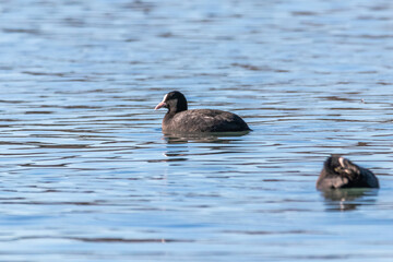 Eurasian Coot on the lake of Realtor, in Provence