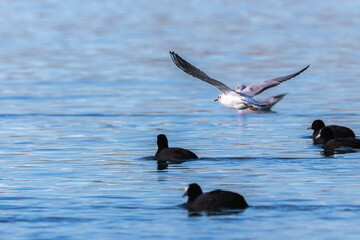 Little Gull on the lake of Realtor, in Provence