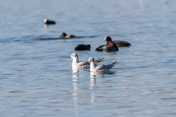 Little Gull on the lake of Realtor, in Provence