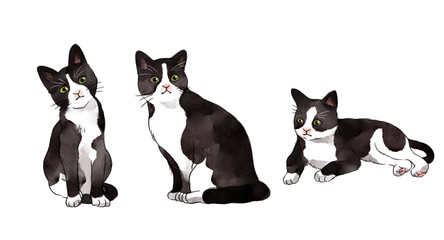 black and white cats - obrazy, fototapety, plakaty