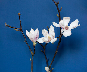 White magnolia blooms on the tree branch on the blue background.