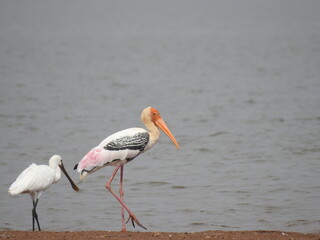 painted stork &eurasian spoonbill in the water
