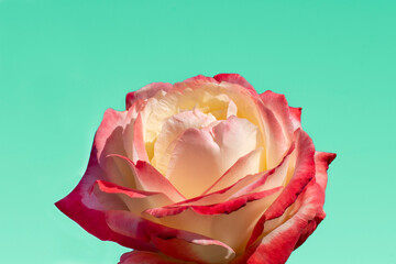 Fototapeta na wymiar white rose with pink petals on an azure background close-up