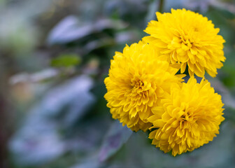 yellow chrysanthemum korean on a dark background