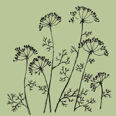  beautiful sprig and fennel seeds are drawn with a black outline, botanical print