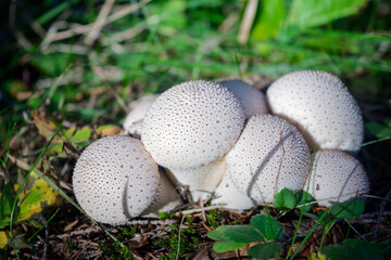 Group puffball on blurred background, in the forest. Mushrooms in the forest.