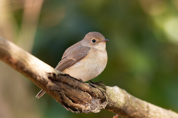 お腹がいっぱいになったニシオジロビタキ