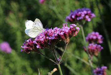 Closeup of a Large White Butterfly perched on purple flowers, Derbyshire England
