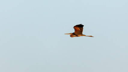 A purple heron in the wilderness of the Danube Delta in Romania	