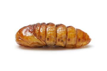 Fast food and snacks in Thailand fried chrysalis worms isolated white background.