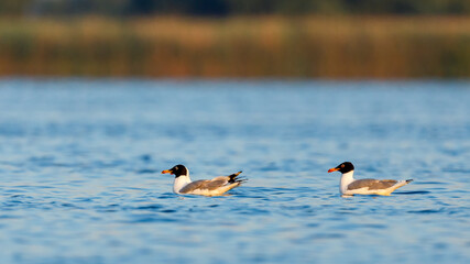 Black Headed Gulls in the Danube Delta