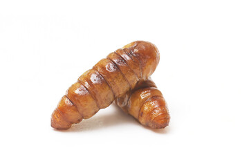 Fast food and snacks in Thailand fried chrysalis worms isolated white background.
