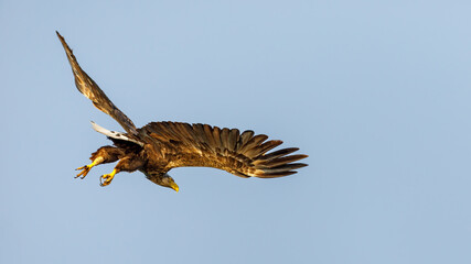 White tailed Sea Eagle in the Danube Delta