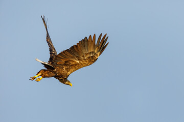 Obraz premium White tailed Sea Eagle in the Danube Delta