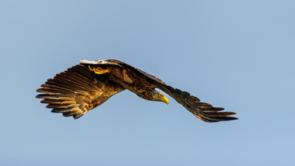 White tailed Sea Eagle in the Danube Delta
