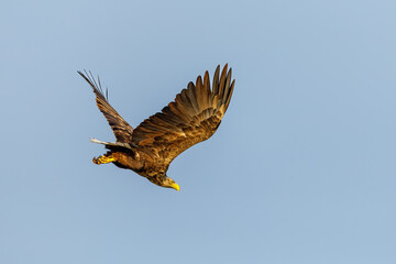 White tailed Sea Eagle in the Danube Delta