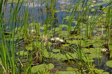 Lilies and flowers in the pond.