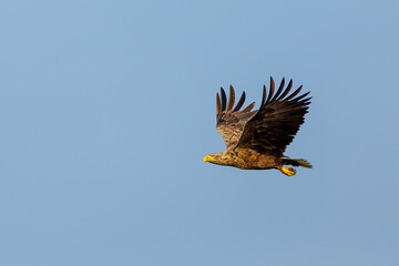 White tailed Sea Eagle in the Danube Delta