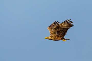 White tailed Sea Eagle in the Danube Delta