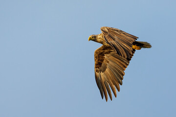 White tailed Sea Eagle in the Danube Delta