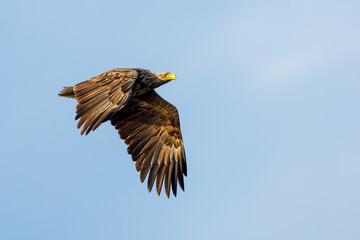 White tailed Sea Eagle in the Danube Delta