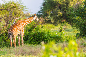 Massai-Giraffe (Giraffa tippelskirchi) in Tsavo East National Park, Kenya, Africa