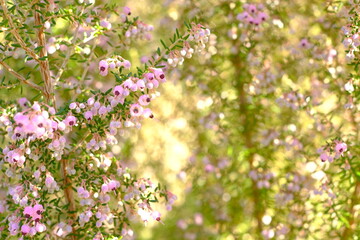 Erica melanthera in full blooming	