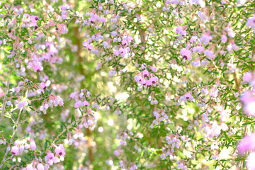 Obraz na płótnie Canvas Erica melanthera in full blooming 
