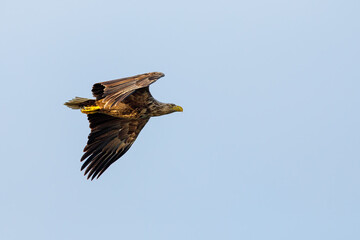 White tailed Sea Eagle in the Danube Delta