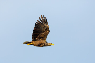 White tailed Sea Eagle in the Danube Delta