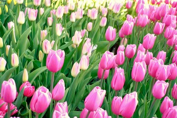 Obraz premium pink tulips in full blooming