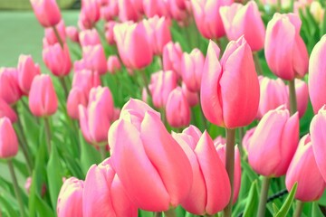 Obraz premium pink tulips in full blooming