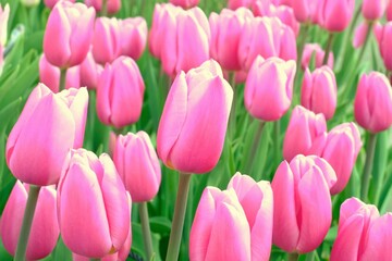 pink tulips in full blooming