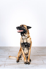 Portrait of a shepherd malinois vertical in a room sits on the floor