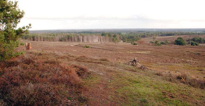 Heathland in the nature reserve of the Lemelerberg, a lateral morene remnant of the Last Glacial Period in Overijssel, one of the north eastern provinces in the Netherlands
