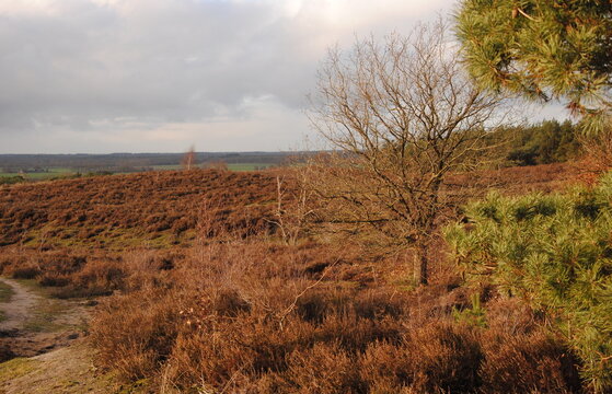 Heathland in the nature reserve of the Lemelerberg, a lateral morene remnant of the Last Glacial Period in Overijssel, one of the north eastern provinces in the Netherlands