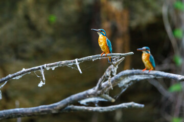 A Kingfisher in the Danube Delta