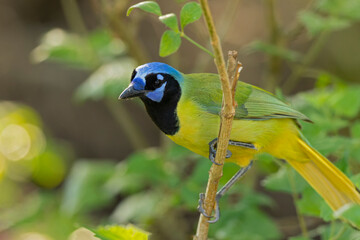 The green jay (Cyanocorax luxuosus) perched in a tree backlit by the sun.