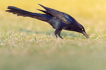 Great-tailed grackle (Quiscalus mexicanus) foraging in a field for insects