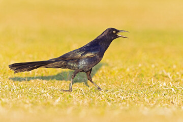 Great-tailed grackle (Quiscalus mexicanus) foraging in a field for insects
