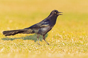 Great-tailed grackle (Quiscalus mexicanus) foraging in a field for insects