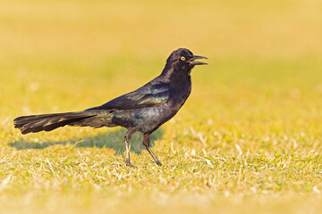 Great-tailed grackle (Quiscalus mexicanus) foraging in a field for insects