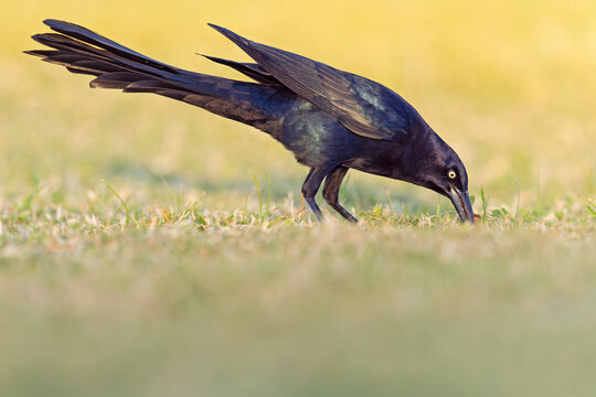 Great-tailed grackle (Quiscalus mexicanus) foraging in a field for insects
