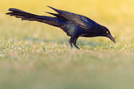 Great-tailed grackle (Quiscalus mexicanus) foraging in a field for insects